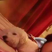 Elaine Ismerim - Viana do Castelo - Dog Hotel