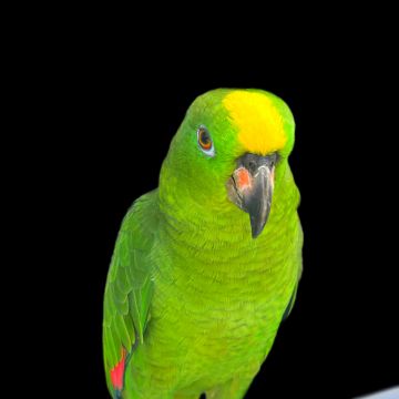 Pets - Vera Sousa - Aldergrove
