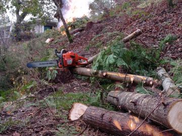 Fábio Sousa - Barcelos - Tree Stump Grinding and Removal