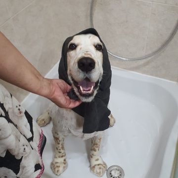 Paula Horta - Vila Franca de Xira - Cuidados para Animais de Estimação