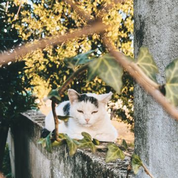 Vera - Gondomar - Hundepension