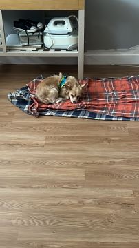 Hotel para Cães