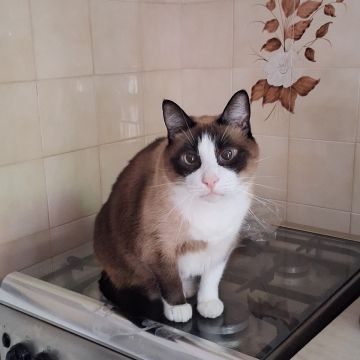 Paula Horta - Vila Franca de Xira - Pet Sitting