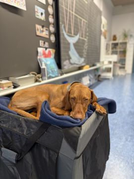 Dog Hotel