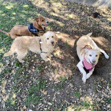 Cristina Martins - Vila Nova de Gaia - Pet Sitting