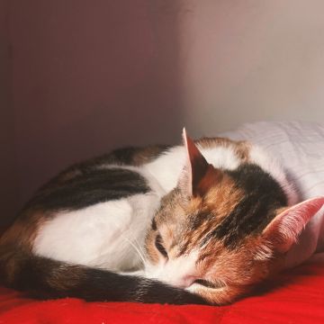 Vera - Gondomar - Haustierbetreuung und Tierpension