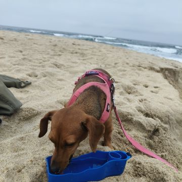 Cristina Martins - Vila Nova de Gaia - Cuidados para Animais de Estimação