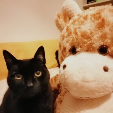 Vera Soares - Oeiras - Garde de chat
