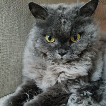 Cristina Martins - Vila Nova de Gaia - Cuidados para Animais de Estimação