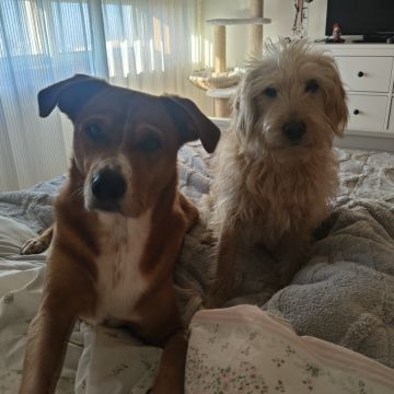 Cristina Martins - Vila Nova de Gaia - Dog Sitting
