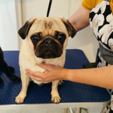 Paula Horta - Vila Franca de Xira - Banhos e Tosquias para Animais