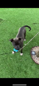 Dog Daycare