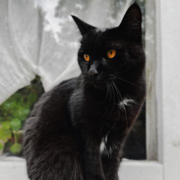 Vera - Gondomar - Hundetagesstätte (Hundesitter)