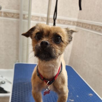 Paula Horta - Vila Franca de Xira - Cuidados para Animais de Estimação