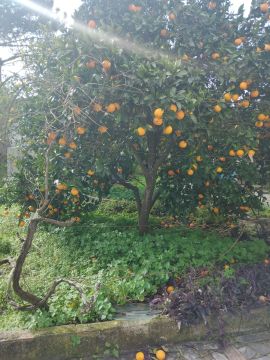 Gartenarbeit