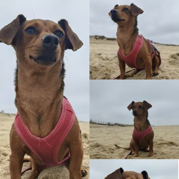 Cristina Martins - Vila Nova de Gaia - Dog Walking
