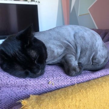 Paula Horta - Vila Franca de Xira - Pet Sitting e Pet Walking
