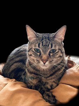 Veterinary - Vera Sousa - Aldergrove
