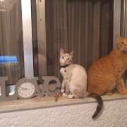 Cristina Martins - Vila Nova de Gaia - Hôtel pour chats