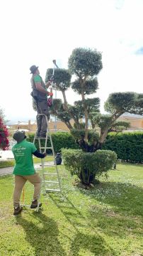 Edmilson - Loures - Baumpflege