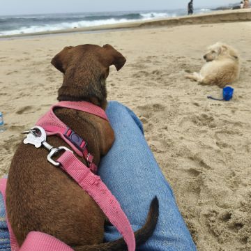 Cristina Martins - Vila Nova de Gaia - Creche para Cães