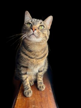 Pet Sitting and Walking - Vera Sousa - Aldergrove