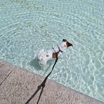 Paula Horta - Vila Franca de Xira - Pet Sitting e Pet Walking