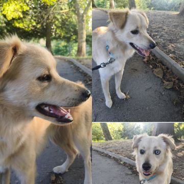 Cristina Martins - Vila Nova de Gaia - Promenade de chiens