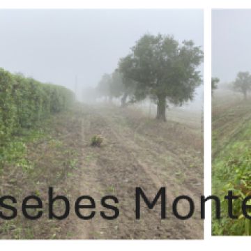 Co2francymar - Ferreira do Alentejo - Greenhouse Services