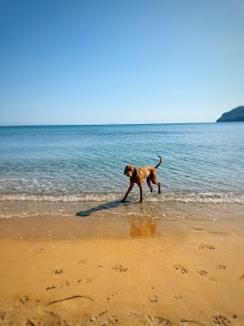Dog Hotel - Pet Boarding and Daycare