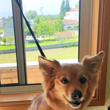 Elaine Ismerim - Viana do Castelo - Dog Walking