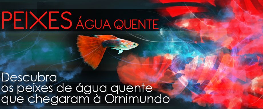 Nuno Mieiro - Aveiro - Search Engine Marketing