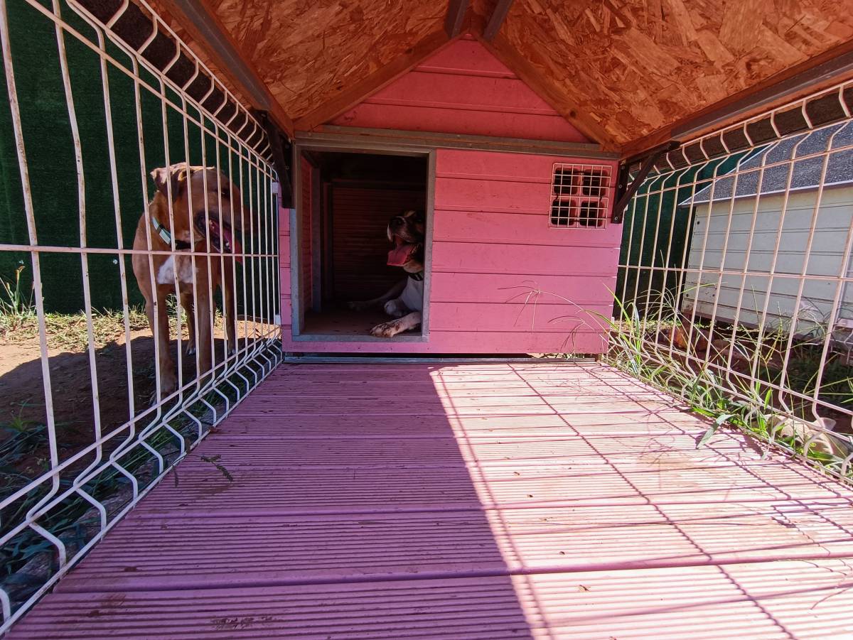 Lolitas Pet Hotel e Spa - Ovar - Dog Daycare