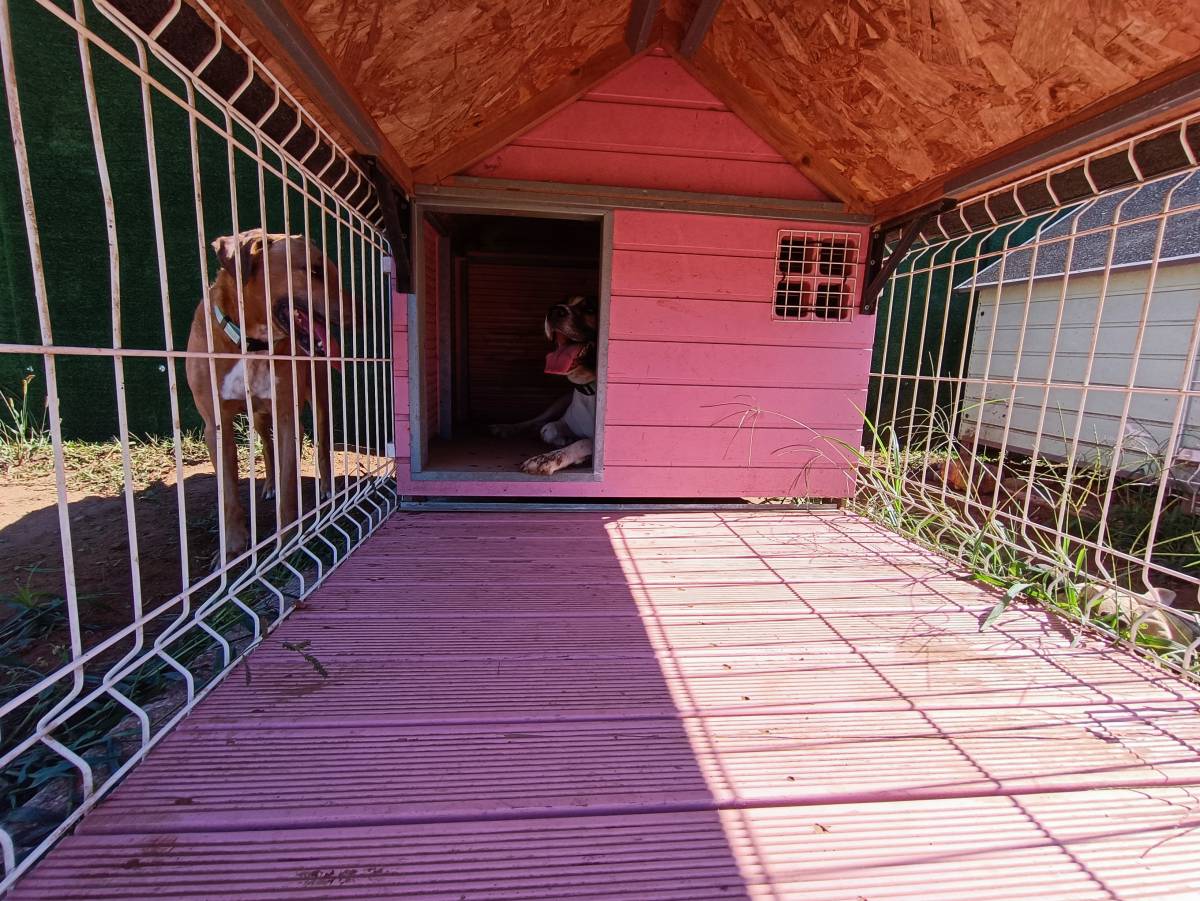 Lolitas Pet Hotel e Spa - Ovar - Creche para Cães