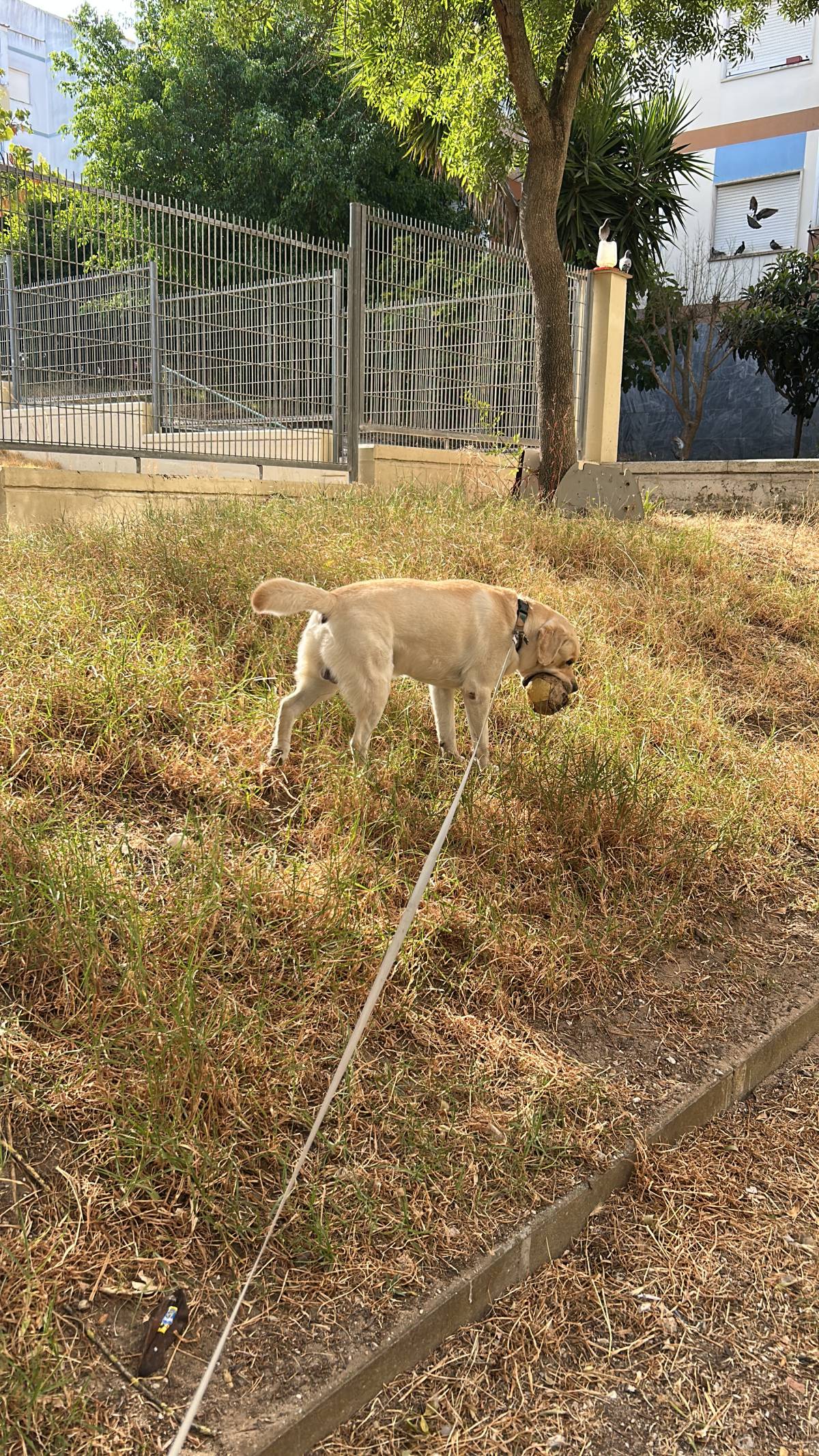 Lara Silva - Almada - Dog Sitting