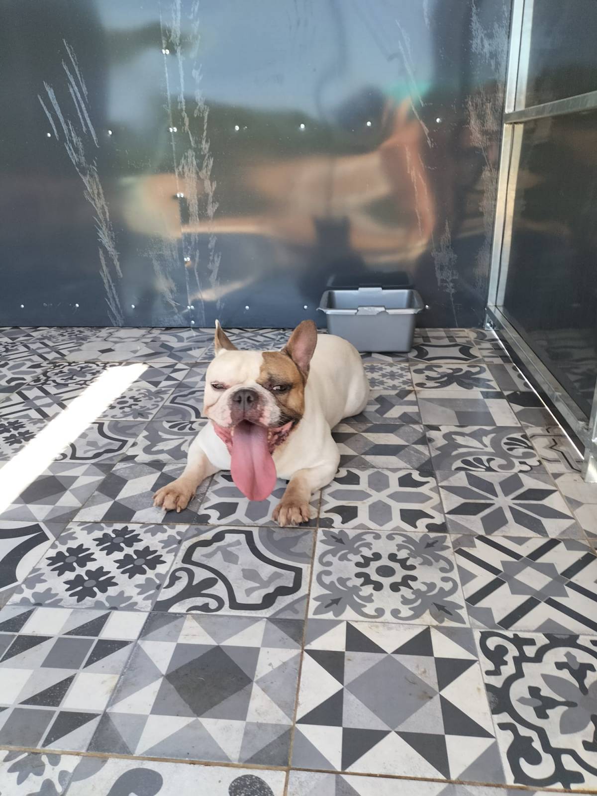 Lolitas Pet Hotel e Spa - Ovar - Pet Boarding and Daycare