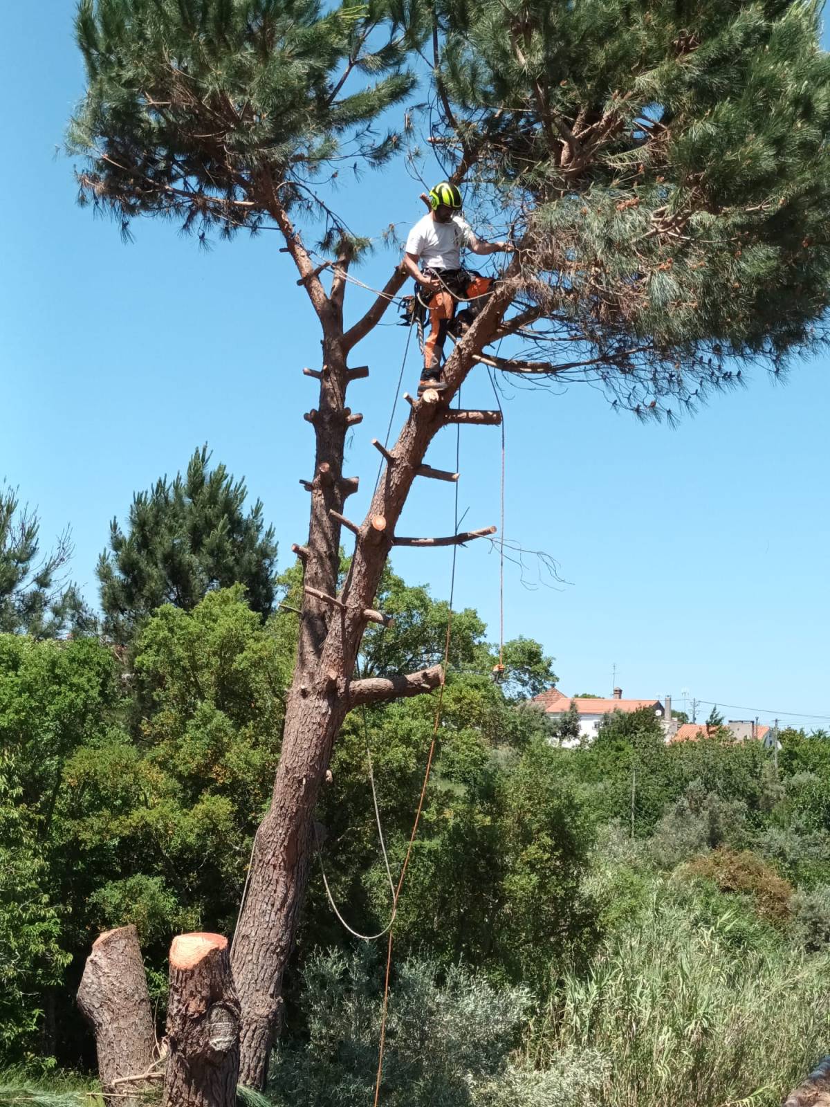 Tree Trimming and Maintenance