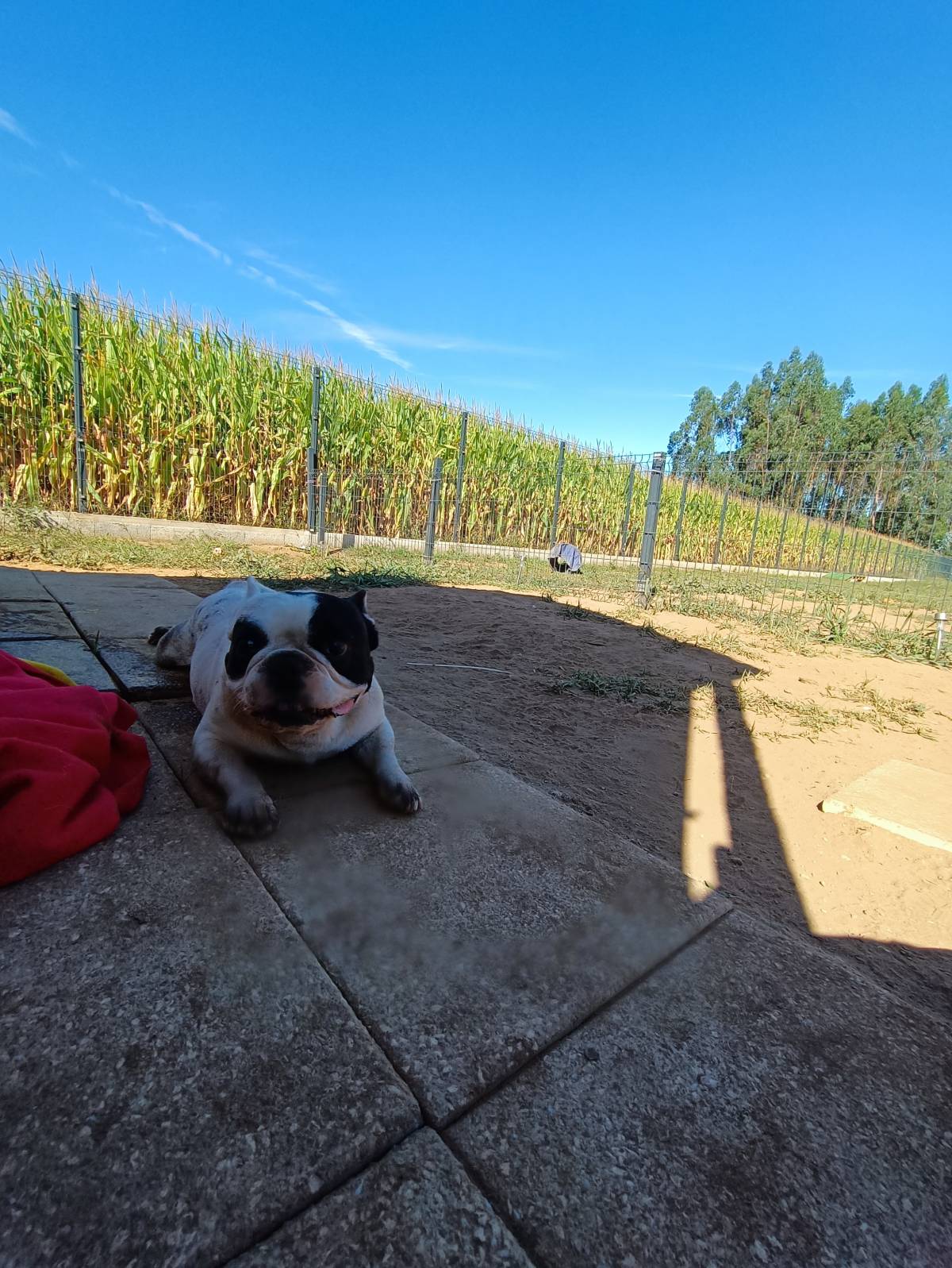 Lolitas Pet Hotel e Spa - Ovar - Dog Hotel