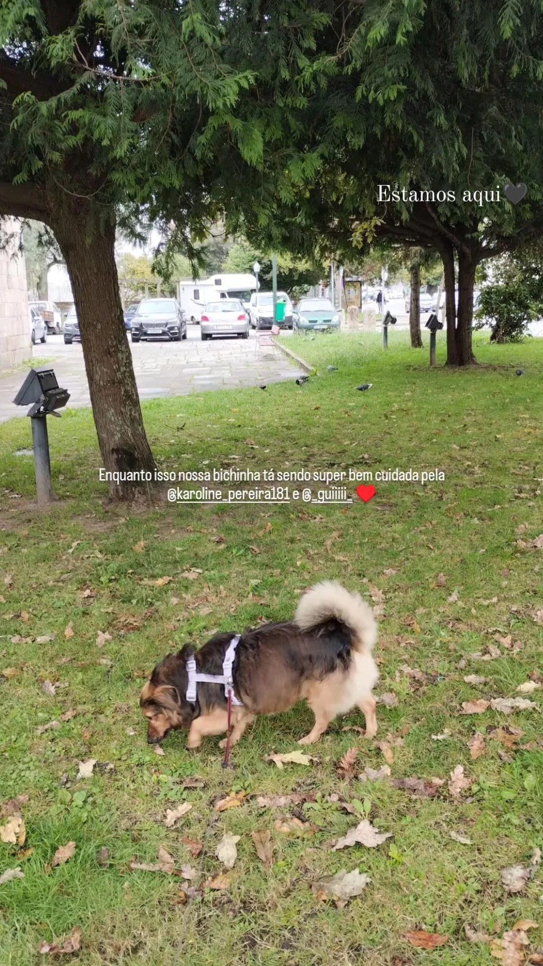 Karol - Porto - Dog Walking