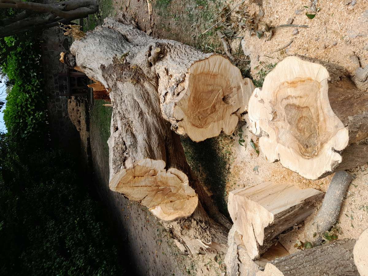 David Rodrigues Dias - Valongo - Tree Stump Grinding and Removal