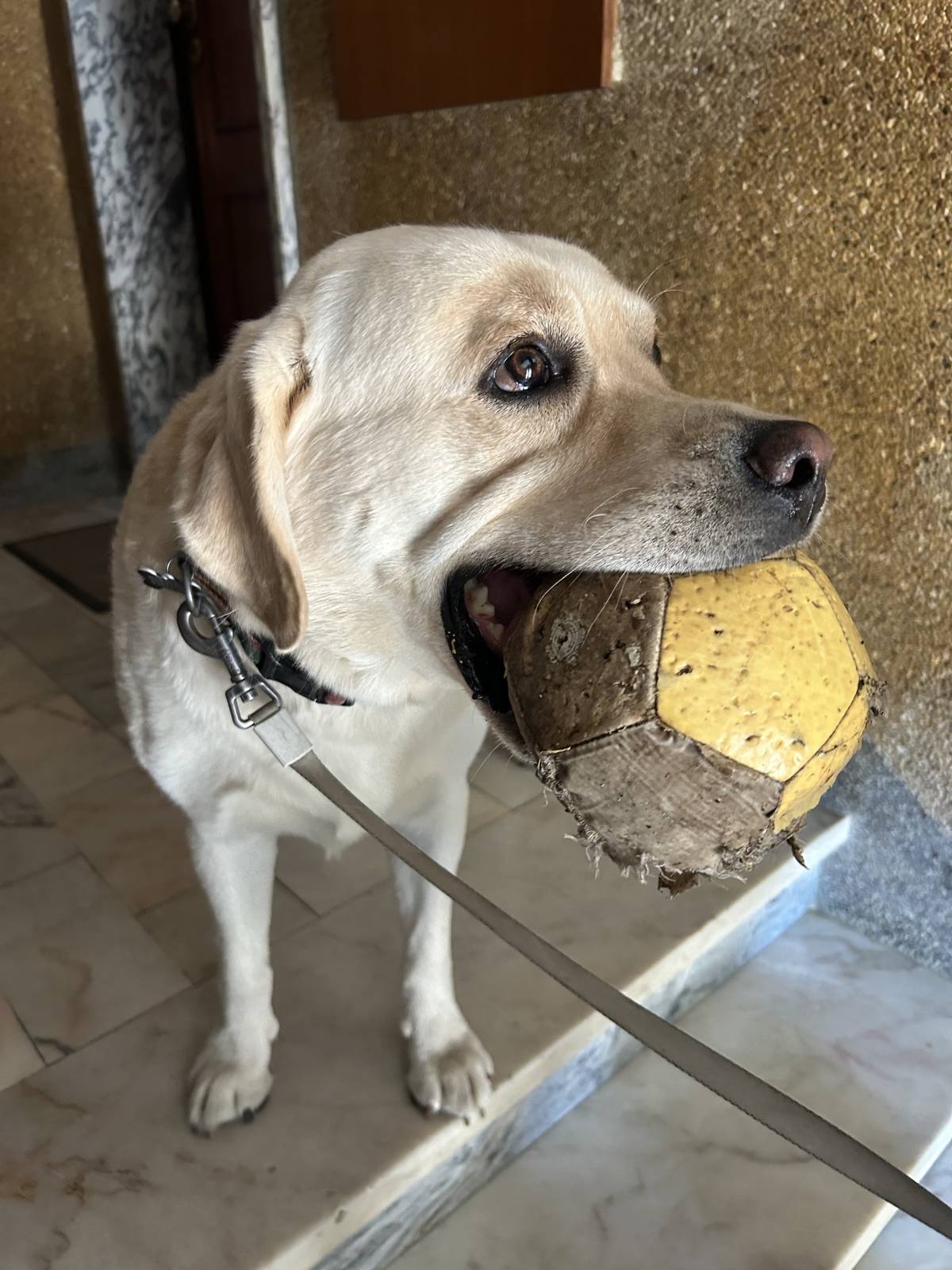 Lara Silva - Almada - Pet Sitting