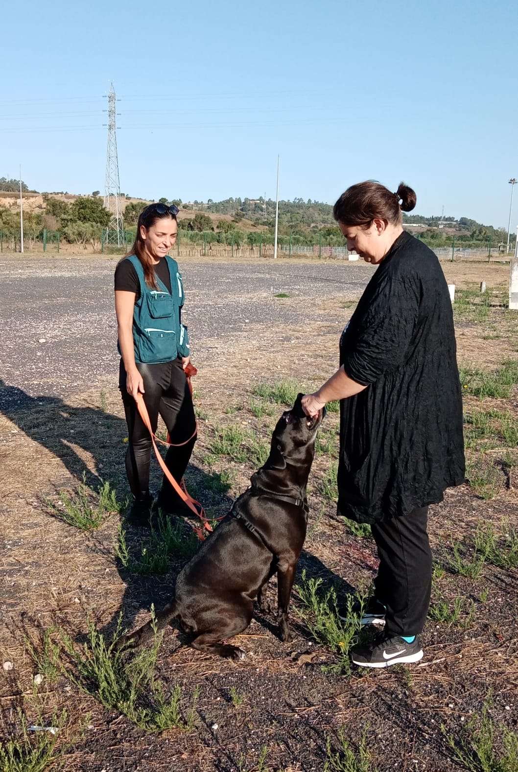 PositiveDog&Terapy Academia Canina - Azambuja - Pet Sitting e Pet Walking