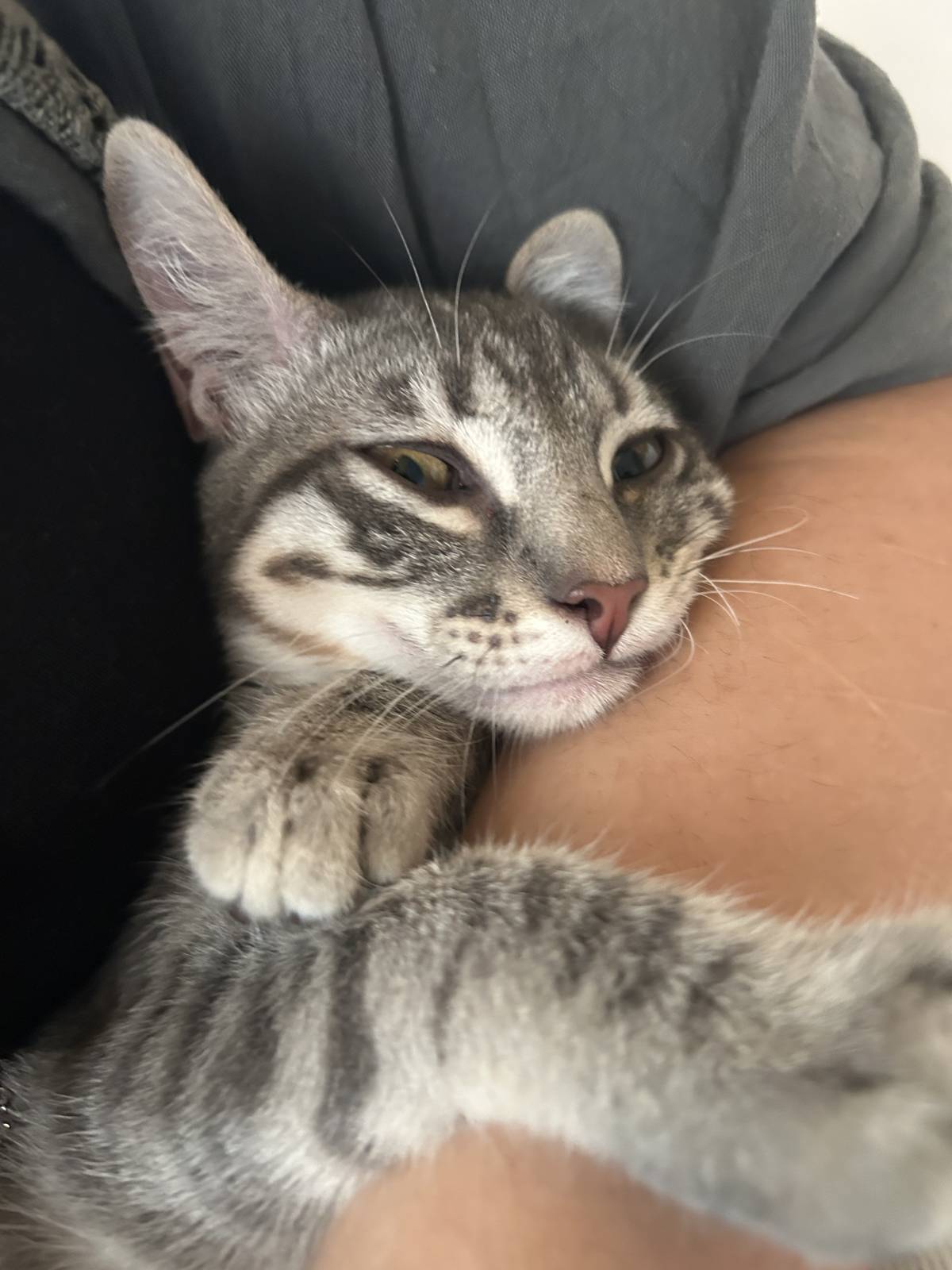 Lara Silva - Almada - Cat Sitting