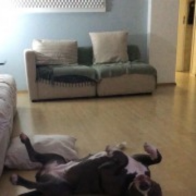 Isabelle Almeida - Montijo - Hotel de Animais de Estimação