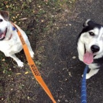 Isabelle Almeida - Montijo - Dog Sitting