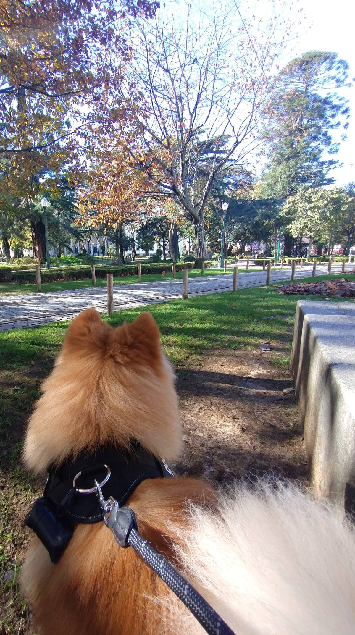 Karol - Porto - Pet Sitting