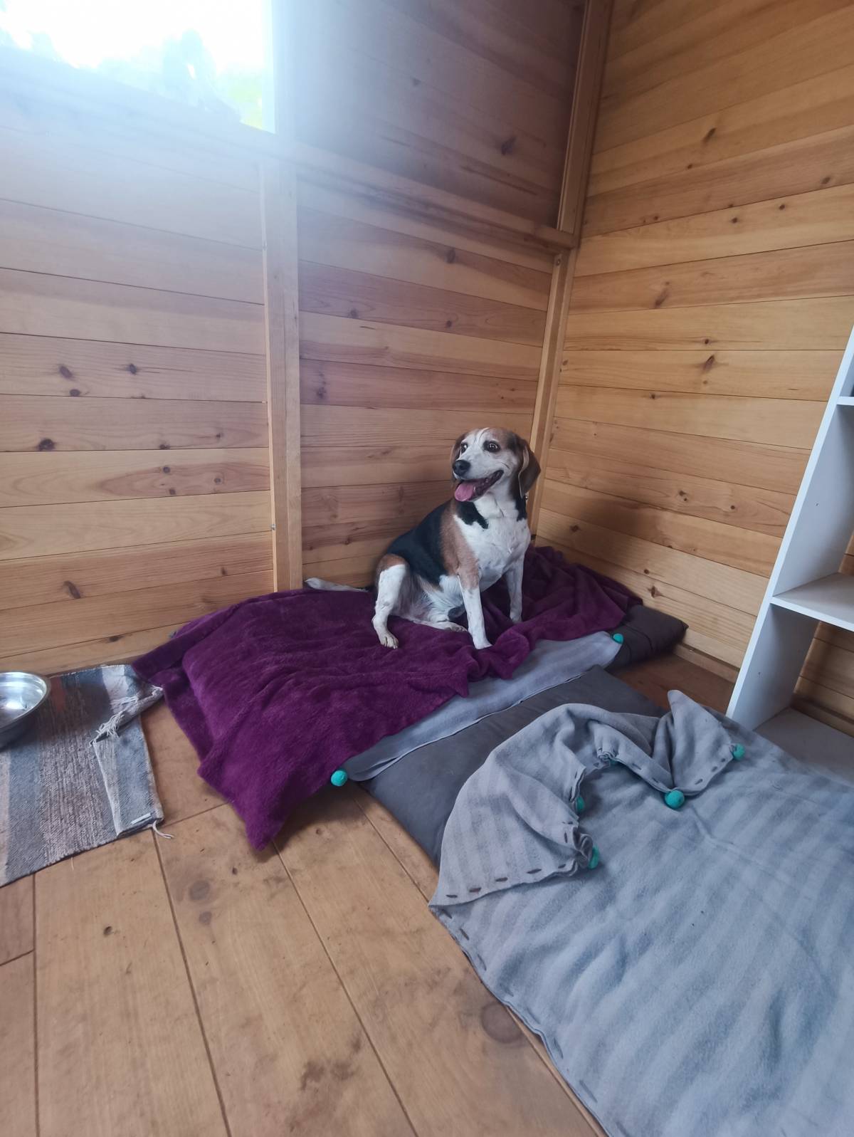 Lolitas Pet Hotel e Spa - Ovar - Pet Care and Grooming
