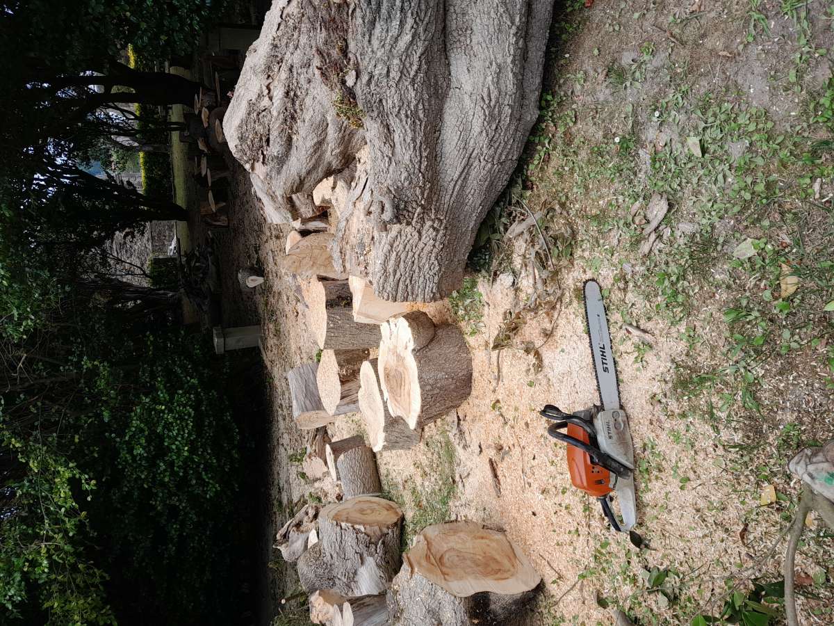 David Rodrigues Dias - Valongo - Tree Trimming and Maintenance