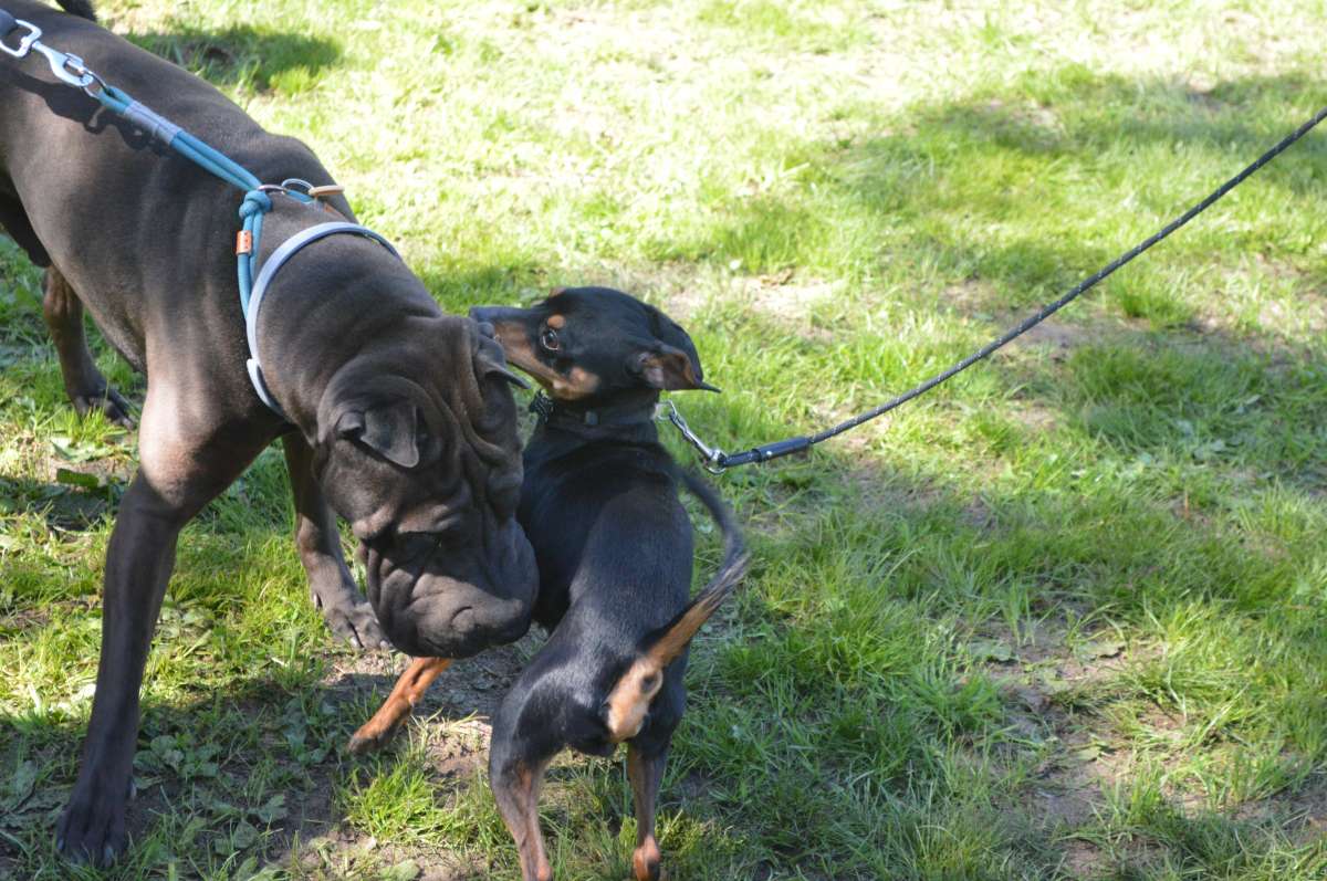 PositiveDog&Terapy Academia Canina - Azambuja - Cuidados para Animais de Estimação