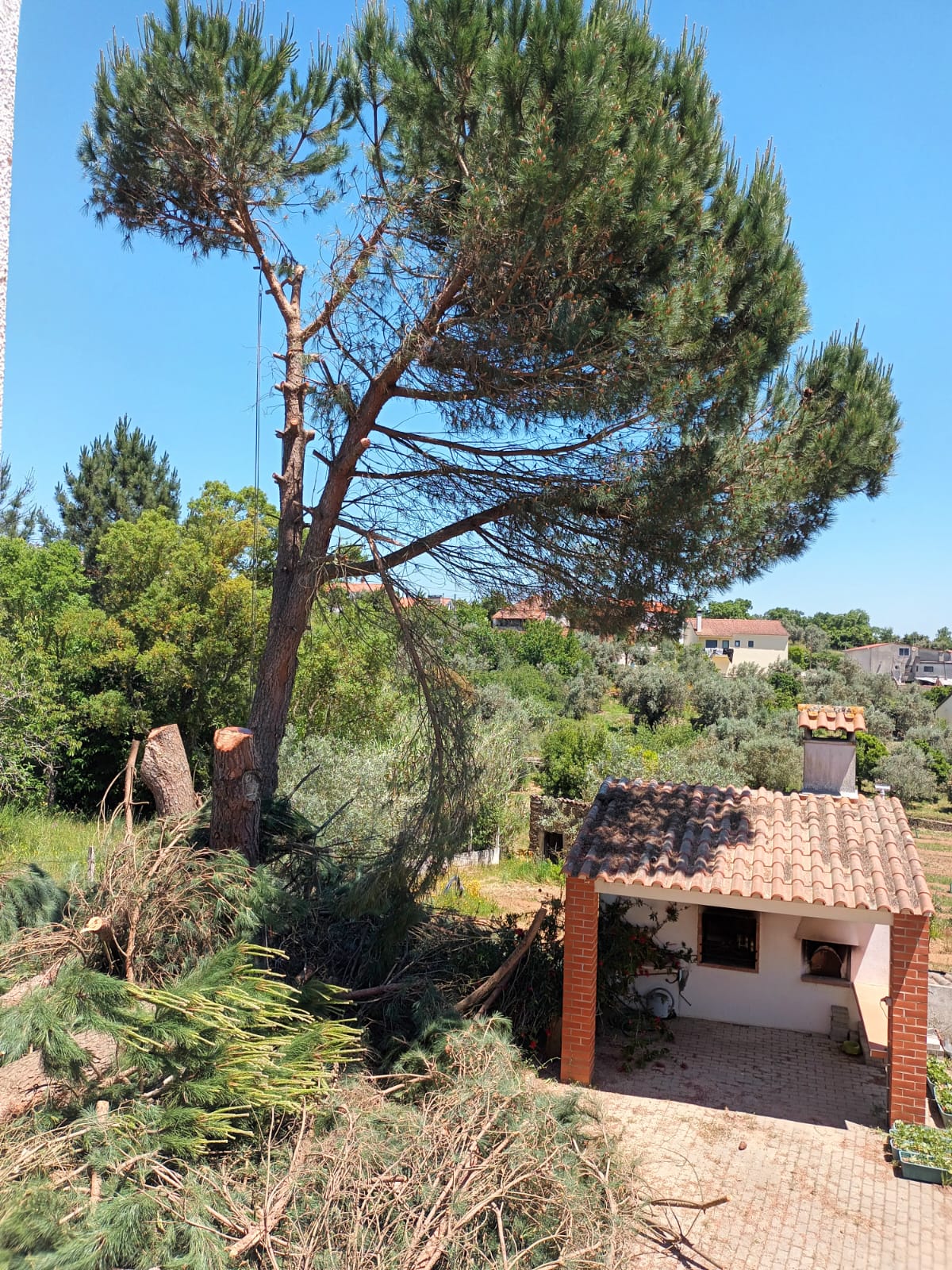 Tree Trimmer - Home Improvements